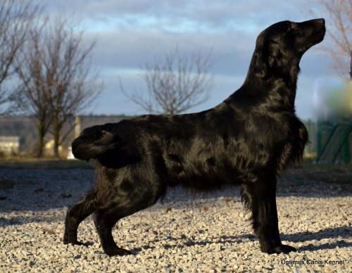 Flat Coated Retriever Whizzbang Mexican Afterburner 2011