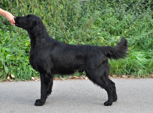 Flat Coated Retriever Gargamel Oasis of Peace