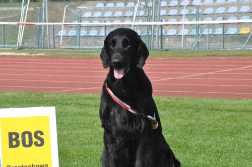 Flat Coated Retriever Caci´s Dark Chocolate of Love