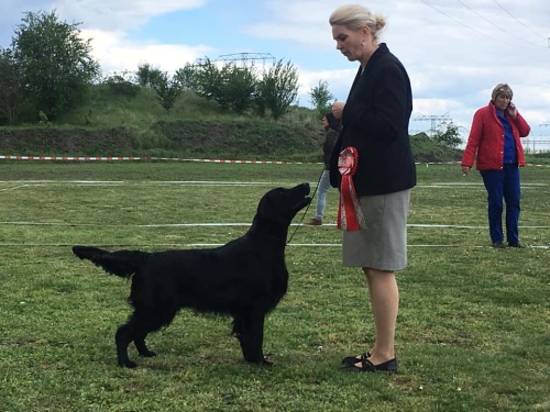 Flat Coated Retriever Best in Show Keep in Touch Oasis of Peace