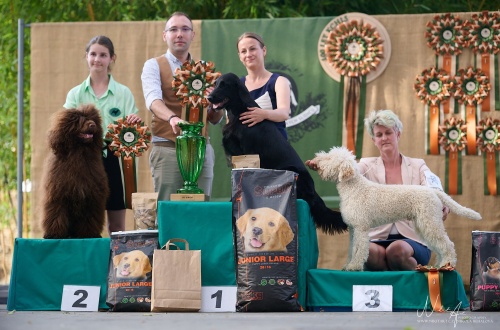 Flat Coated Retriever Best In Show Berta Touch The Sky Oasis of Peace