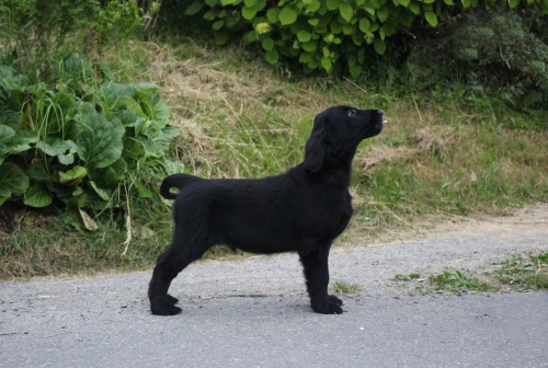 Flat Coated Retriever Thank You Oasis of Peace Bodie