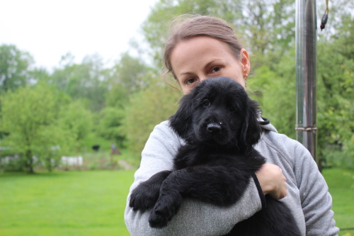 Flat Coated Retriever Thank You Oasis of Peace Bodie