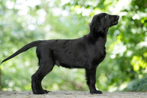 Flat Coated Retriever Thank You Oasis of Peace Bodie