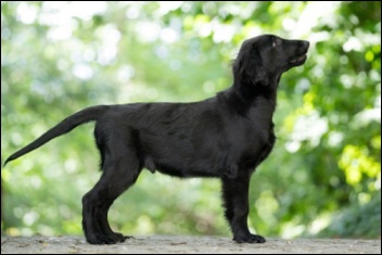 Flat Coated Retriever Thank You Oasis of Peace Bodie