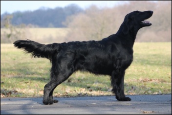Flat Coated Retriever On My Way Cedletes Oasis of Peace