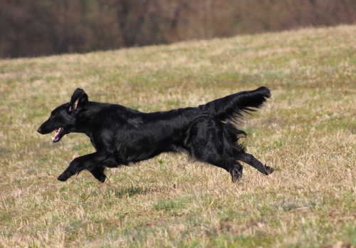 Flat Coated Retriever On My Way Cedletes Oasis of Peace
