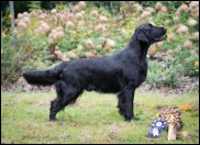 Flat Coated Retriever Gargamel Oasis of Peace