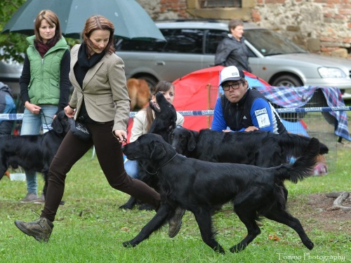 Flat Coated Retriever Gargamel Oasis of Peace