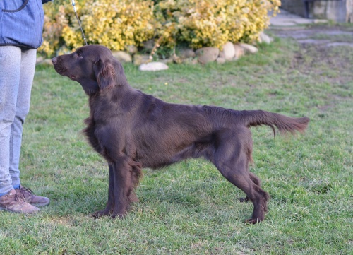 Flat Coated Retriever Miss Mallorys Make Peace At Once