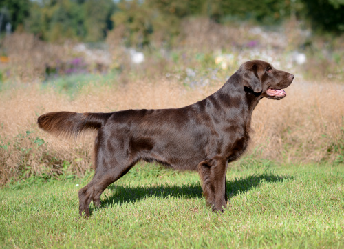 Flat Coated Retriever Miss Mallorys Make Peace At Once