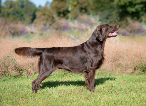 Flat Coated Retriever Miss Mallorys Make Peace At Once Lord