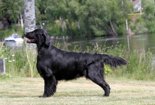 Flat Coated Retriever Work Of Time´s Worth It All