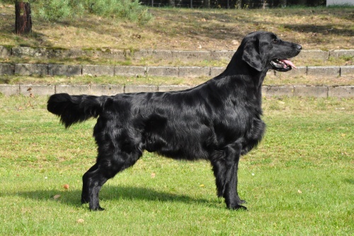 Flat Coated Retriever Caci´s Dark Chocolate of Love