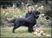 Flat Coated Retriever Let The Sun Shine Oasis of Peace