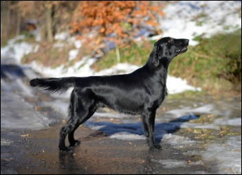 Flat Coated Retriever Silver Moon Cedletes Oasis of Peace