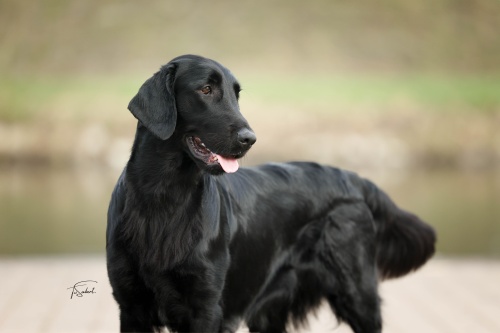 Flat Coated Retriever Rosaline Oasis of Peace Suri