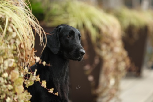 Flat Coated Retriever Rosaline Oasis of Peace Suri