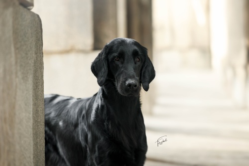 Flat Coated Retriever Rosaline Oasis of Peace Suri