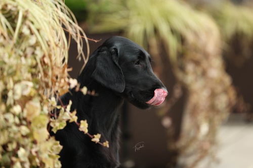 Flat Coated Retriever Rosaline Oasis of Peace Suri