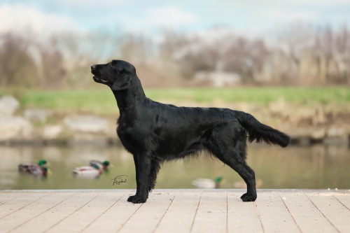 Flat Coated Retriever Rosaline Oasis of Peace Suri