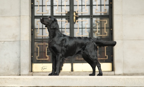 Flat Coated Retriever Rosaline Oasis of Peace Suri