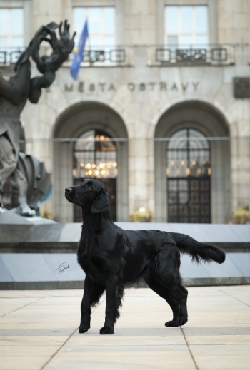 Flat Coated Retriever Rosaline Oasis of Peace Suri