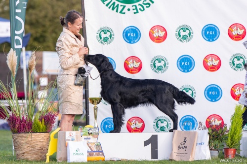 Flat Coated Retriever Polar Aurora Oasis of Peace