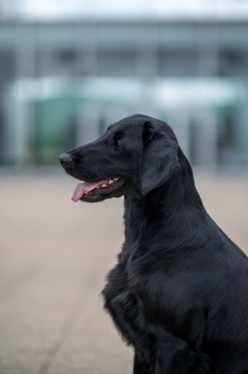 Flat Coated Retriever Polar Aurora Oasis of Peace Tira