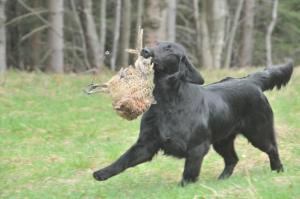 Flat Coated Retriever - Deborah Oasis of Peace