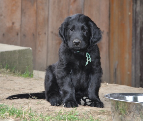 Flat Coated Retriever Charming Billy Oasis of Peace