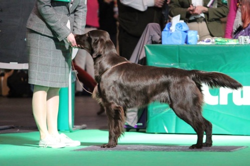 Flat Coated Retriever Charming Melvin Oasis of Peace Cruft´s dog show 2014