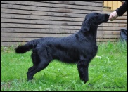 Flat Coated Retriever Miss Mallorys Sooner or Later