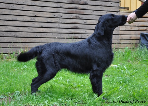 Flat Coated Retriever Miss Mallorys Sooner or Later 11.6.2012