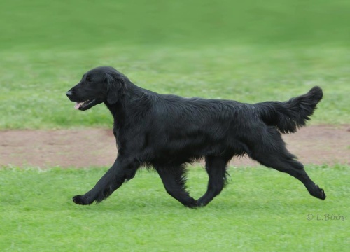 Flat Coated Retriever Black Mica´s That´s Enough