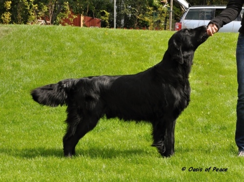 Flat Coated Retriever BLACK MICA'S THAT'S ENOUGH