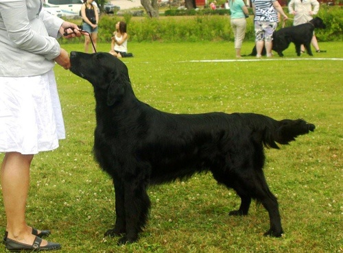 Flat Coated Retriever Black Mica´s That´s Enough