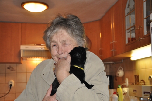 Flat Coated Retriever štěně z vrhu G se setkává poprvé s babičkou