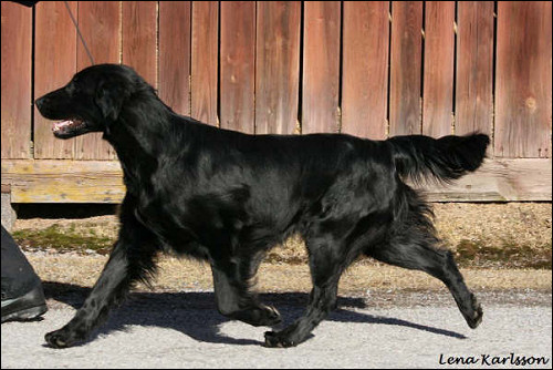 Flat Coated Retriever BLACK MICA'S THAT'S ENOUGH