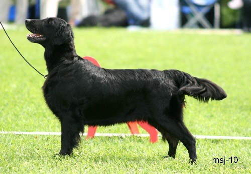 Flat Coated Retriever Black Mica´s That´s For Sure