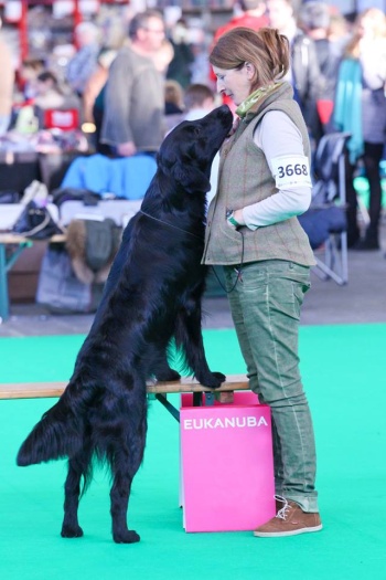 Flat Coated Retriever Brightmoor Too Much Information (c) Firts Cousjin