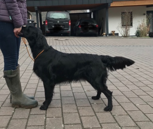 Flat Coated Retriever Just for Sajas Oasis of Peace