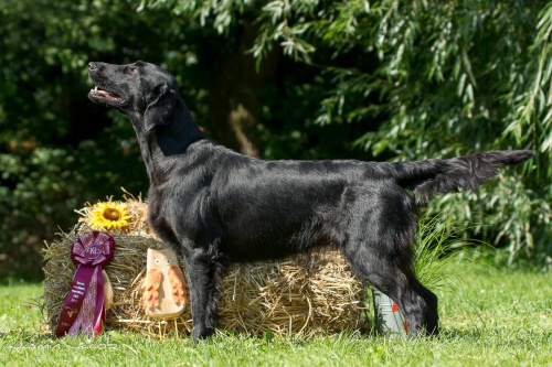 Flat Coated retriever Just for Sajas Oasis of Peace