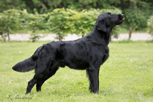 Flat Coated Retriever Just Great Oasis of Peace
