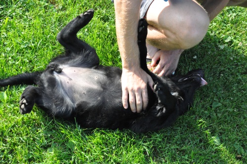 Flat Coated Retriever k prodeji