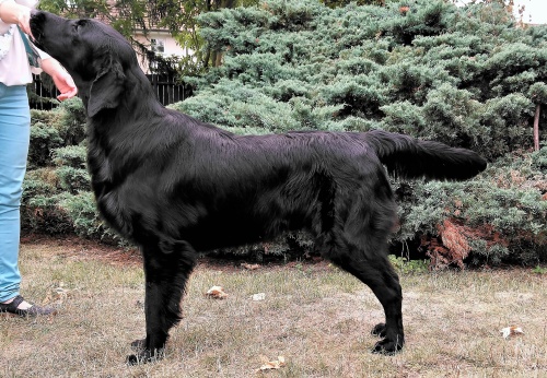 Flat Coated Retriever Let Me Love You Oasis of Peace