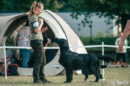 Flat Coated Retriever Let It Be Oasis of Peace