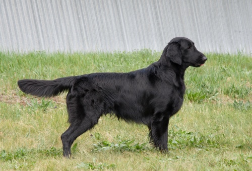 Flat Coated Retriever Live and Let Live Oasis of Peace Endy