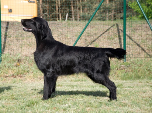 Flat Coated Retriever Live Laugh Love Oasis of Peace Lucky