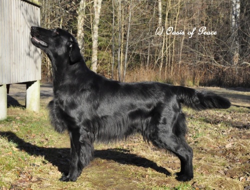 Flat Coated Retriever Miss Mallorys Sooner or Later